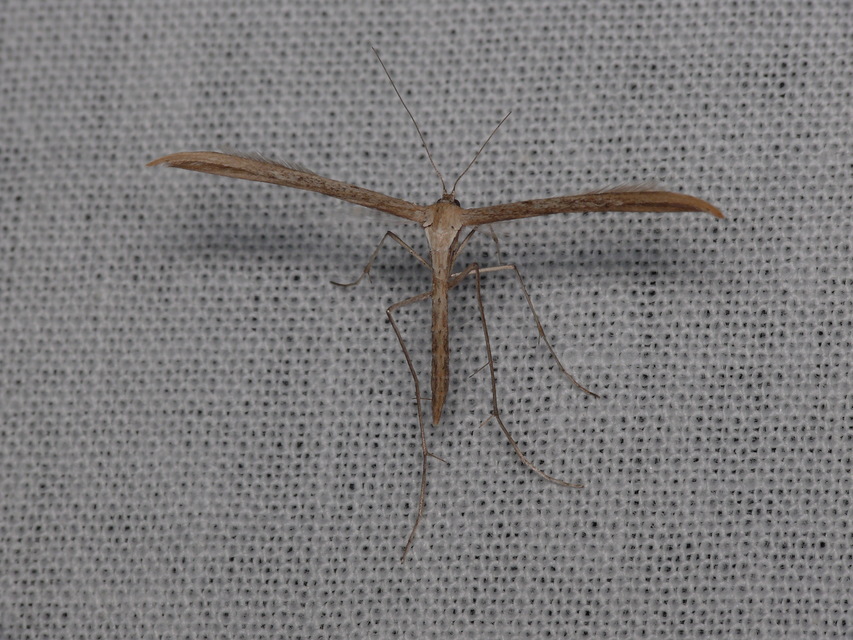 Emmelina monodactyla/argoteles