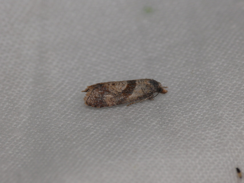 Cochylini