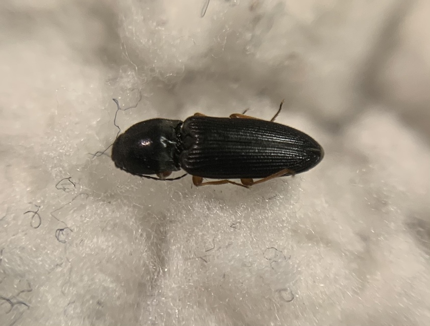 Cardiophorus vestigialis - vöröslábú szívespattanó
