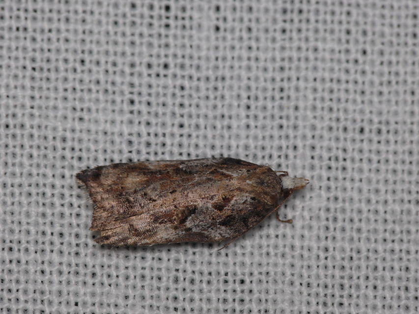 Acleris