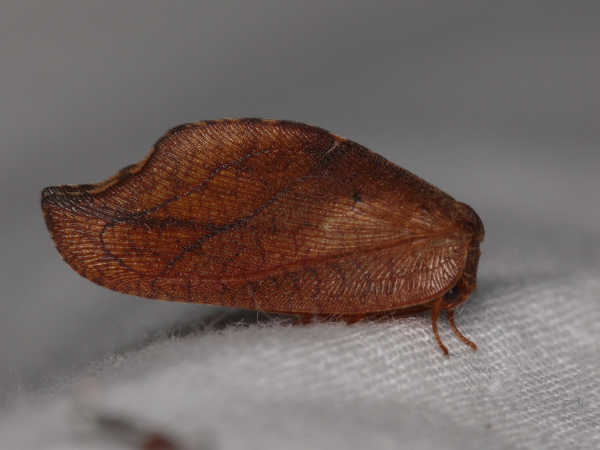 Drepanepteryx phalaenoides
