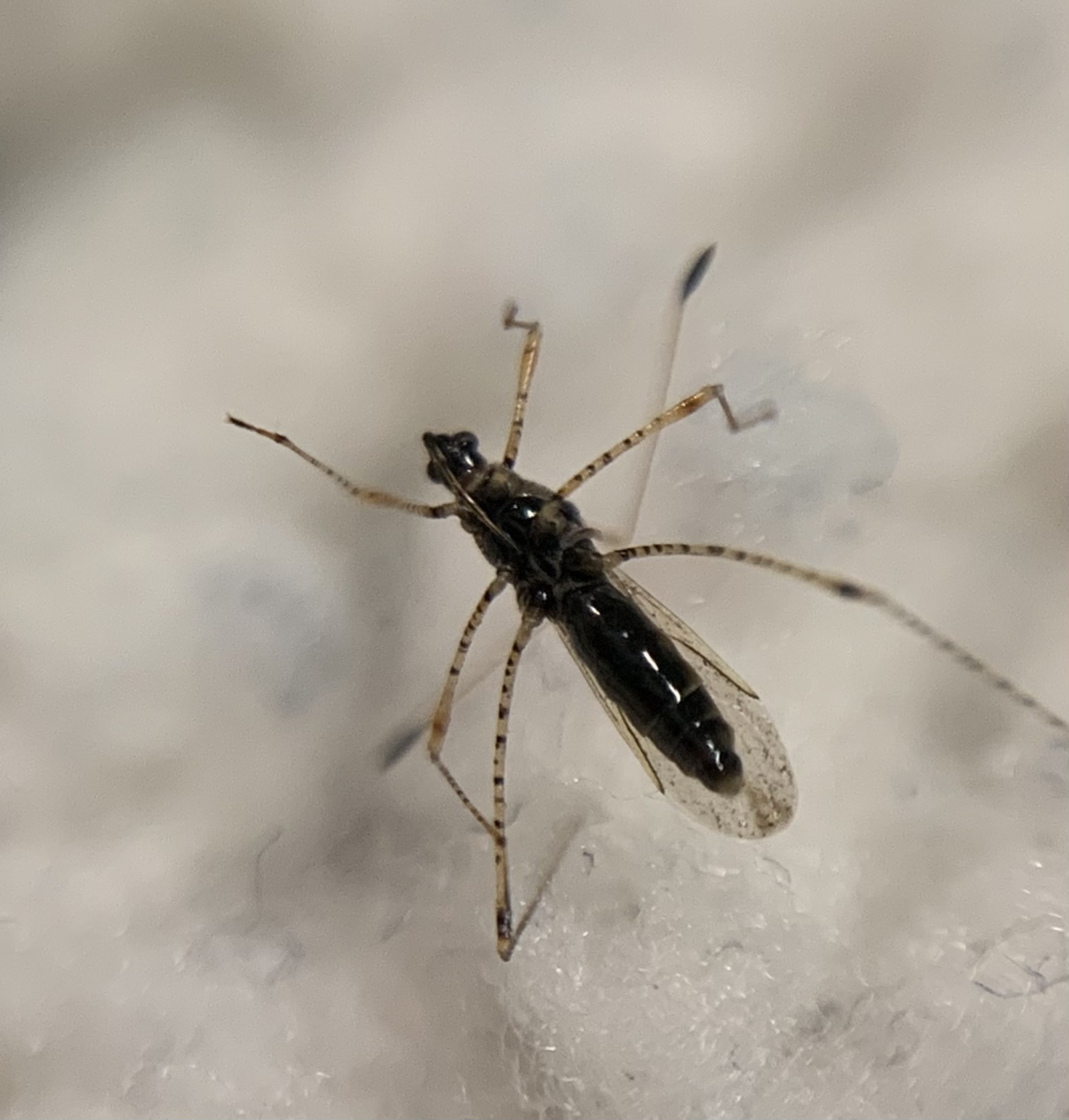 Gampsocoris culicinus - törékeny szúnyogpoloska