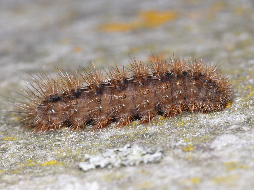 Diacrisia sannio - vörösszélű medvelepke