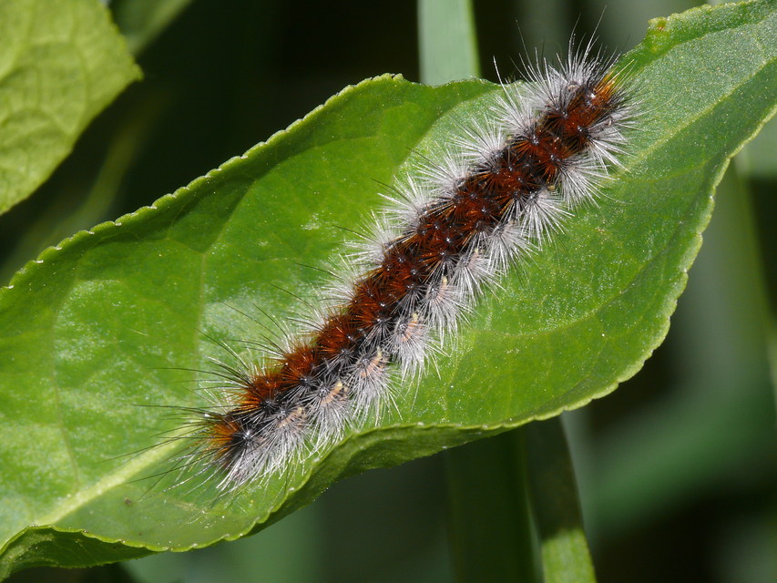 Rhyparia purpurata - bíborszínű medvelepke