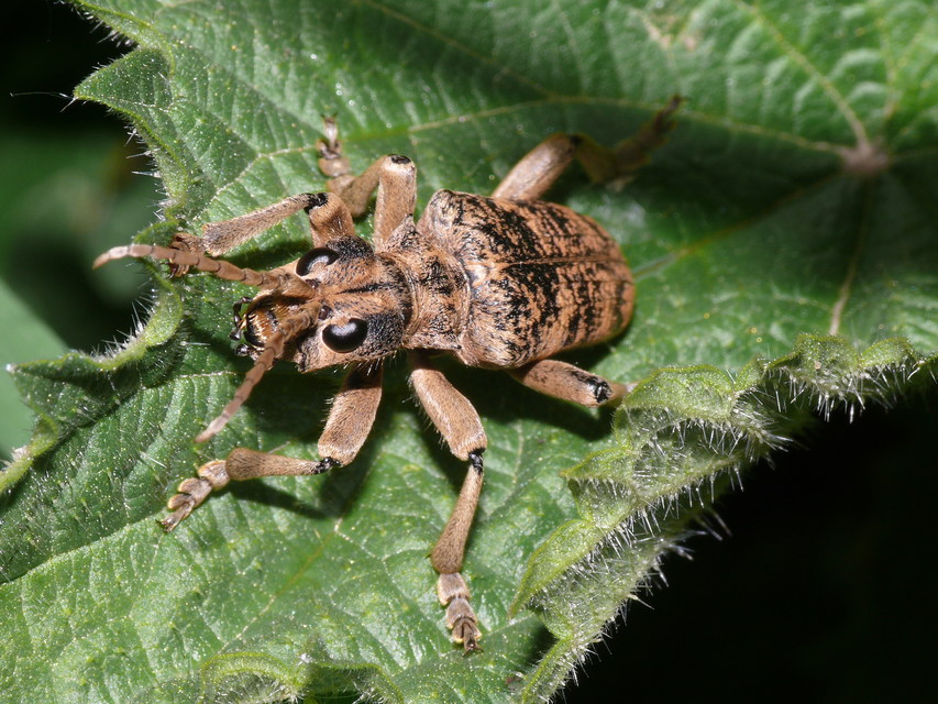 Rhagium sycophanta - tölgyes-tövisescincér