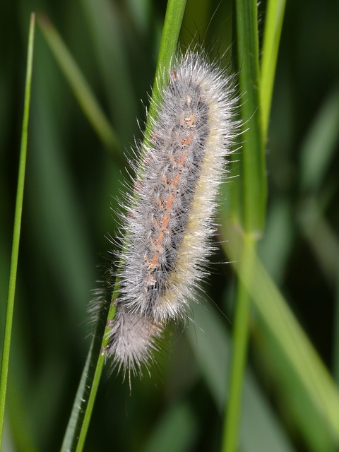 Rhyparia purpurata - bíborszínű medvelepke