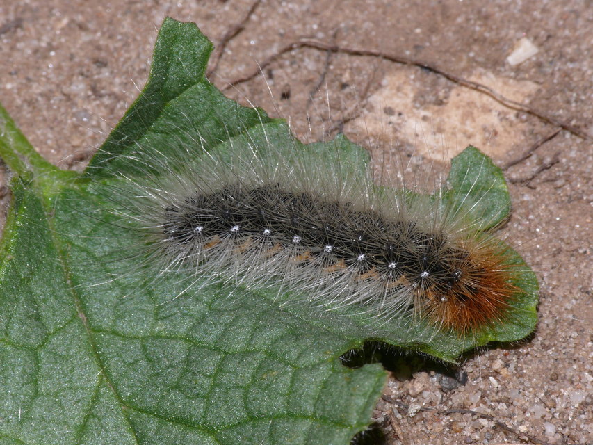 Arctia caja - közönséges medvelepke