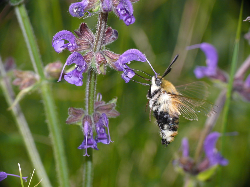 Hemaris tityus - pöszörszender Hemaris tityus - pöszörszender
