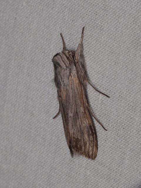 Cucullia chamomillae - székfű-csuklyásbagoly