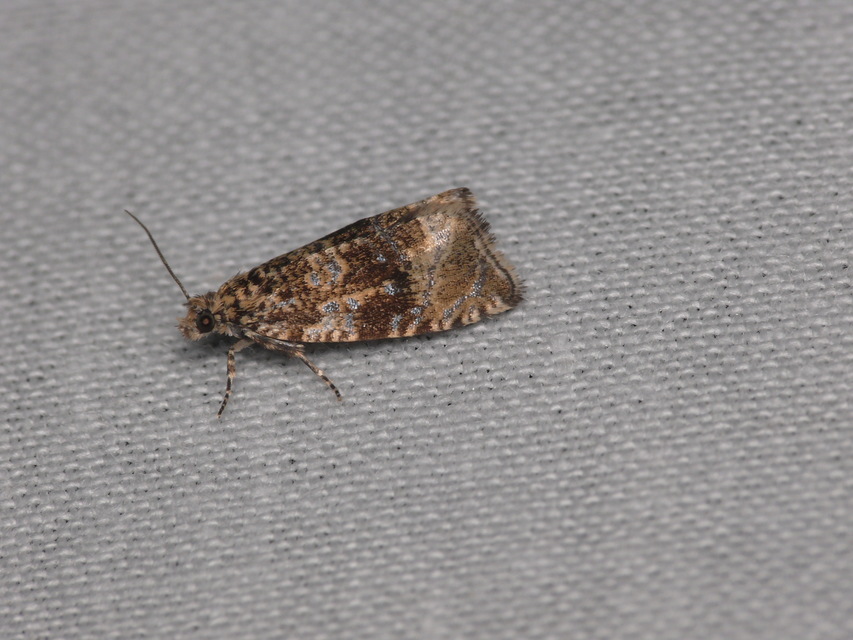 Celypha