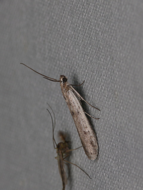 Phycitinae
