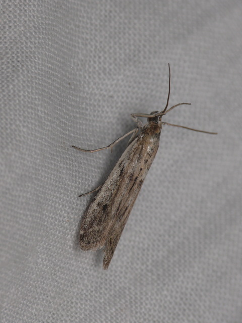 Phycitinae