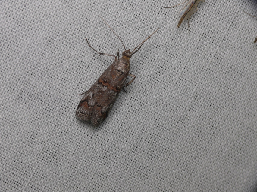 Pempelia palumbella - hamvas karcsúmoly
