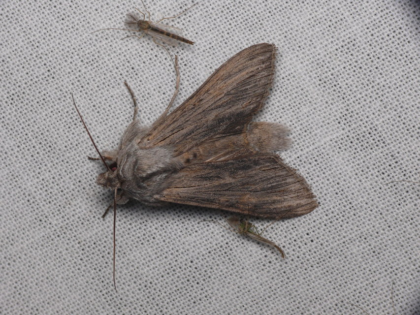 Cucullia chamomillae - székfű-csuklyásbagoly