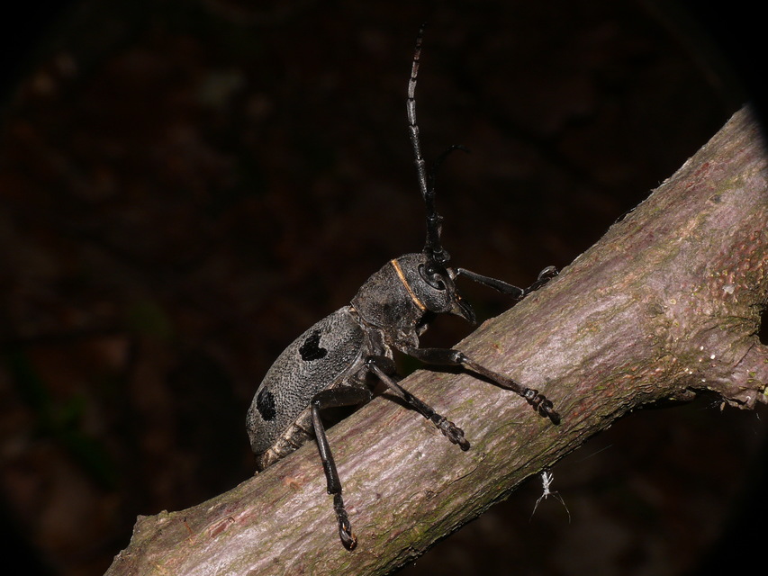 Morimus asper funereus - gyászcincér