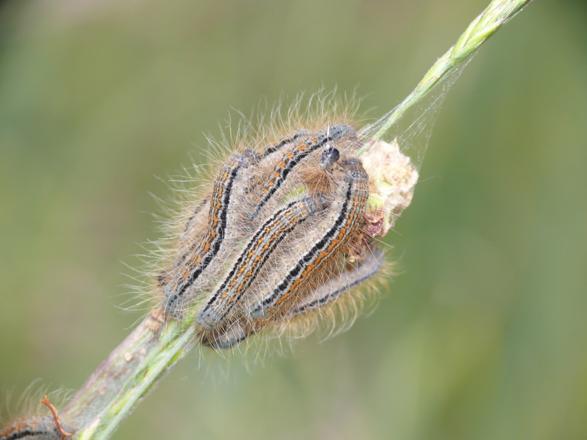 Malacosoma castrensis - kutyatejszövő