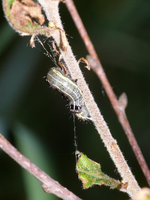 Orthosia cruda - kis barkabagoly
