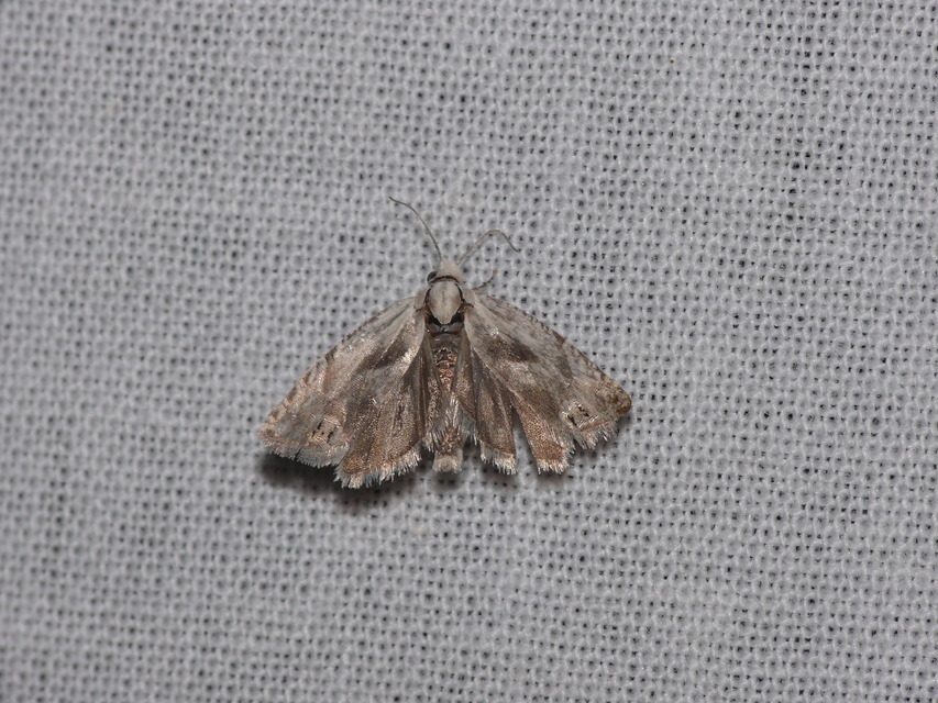 Olethreutinae