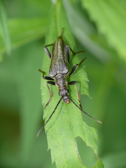Stenocorus meridianus - fűz-gyökércincér