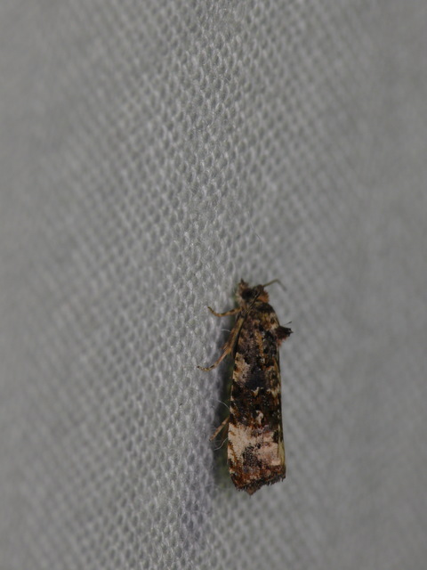 Olethreutinae