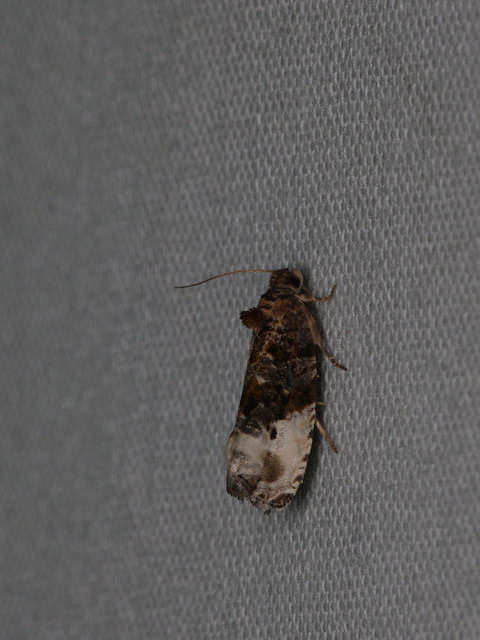 Olethreutinae