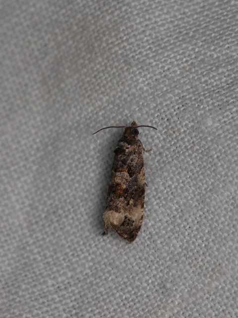 Olethreutinae