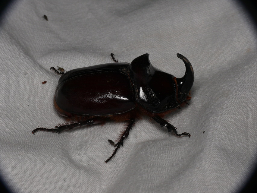 Oryctes nasicornis - orrszarvú bogár