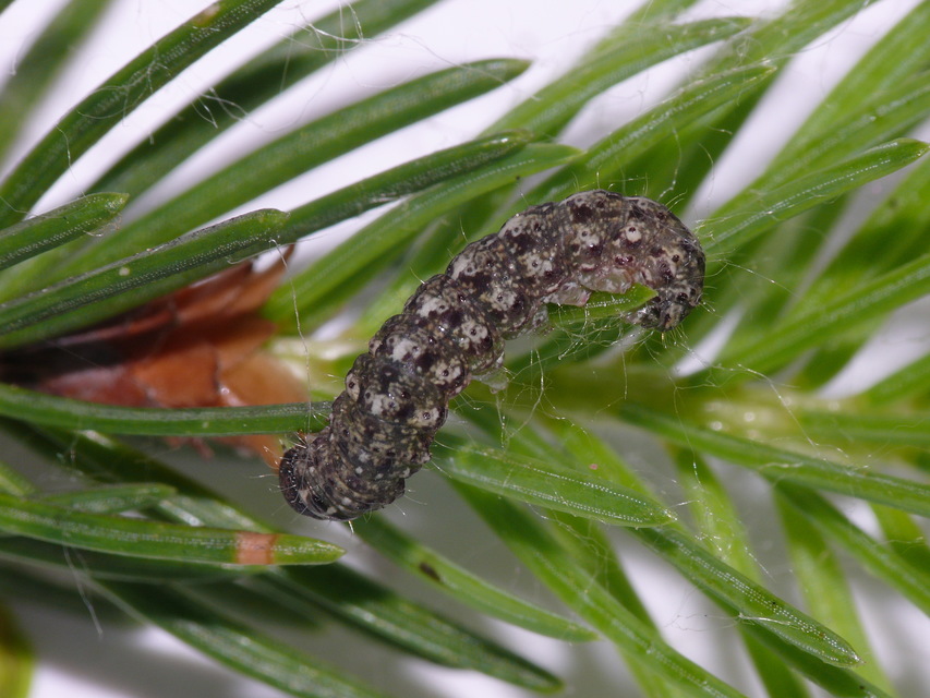 Cryphia algae - sárgászöld zuzmóbagoly