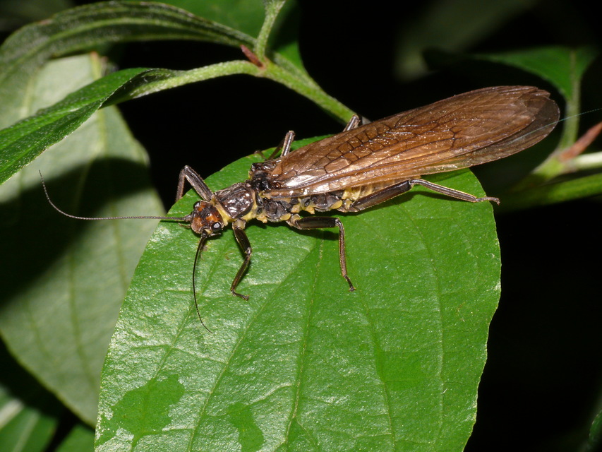 Plecoptera - Álkérészek