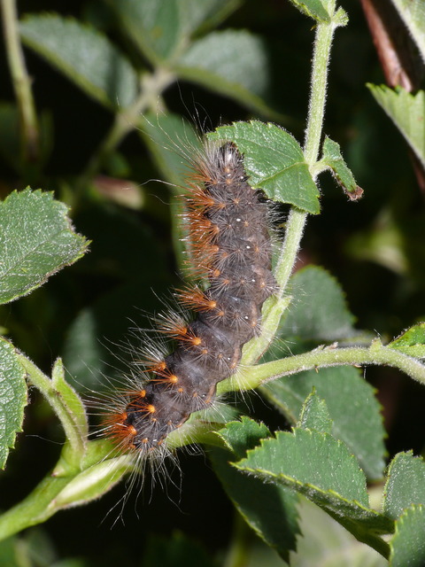 Acronicta auricoma - aranyos szigonyosbagoly