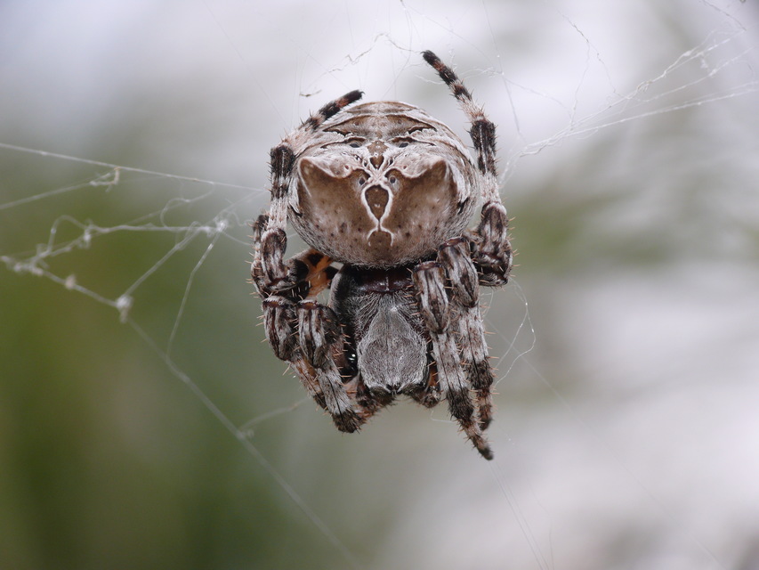 Araneus grossus - óriás keresztespók