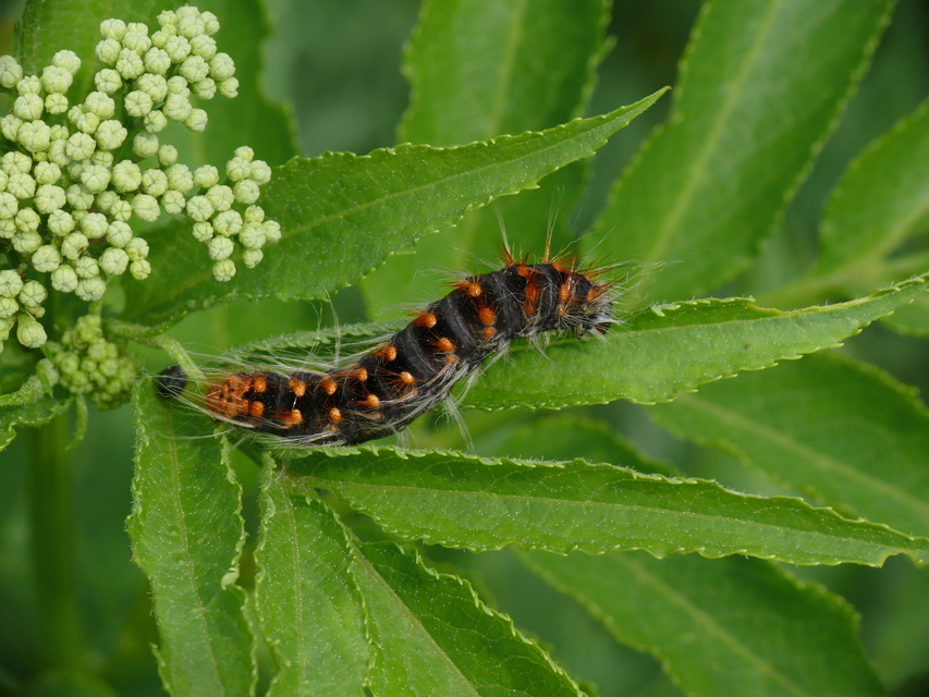 Acronicta auricoma - aranyos szigonyosbagoly
