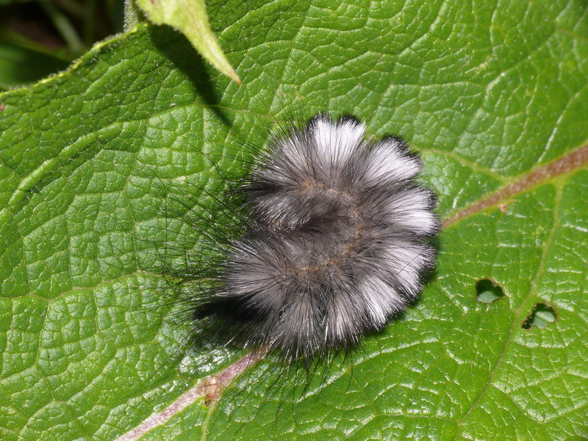Gynaephora fascelina - vesszős szövő