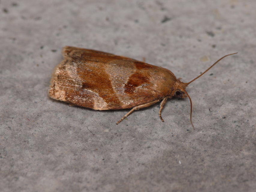 Archips