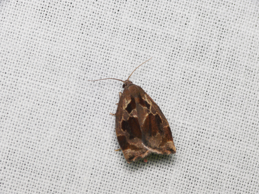 Archips crataegana - cseresznyeilonca