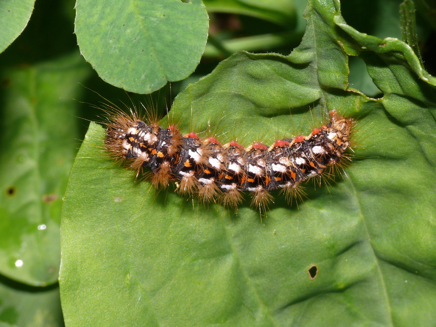 Acronicta rumicis - sóska-szigonyosbagoly