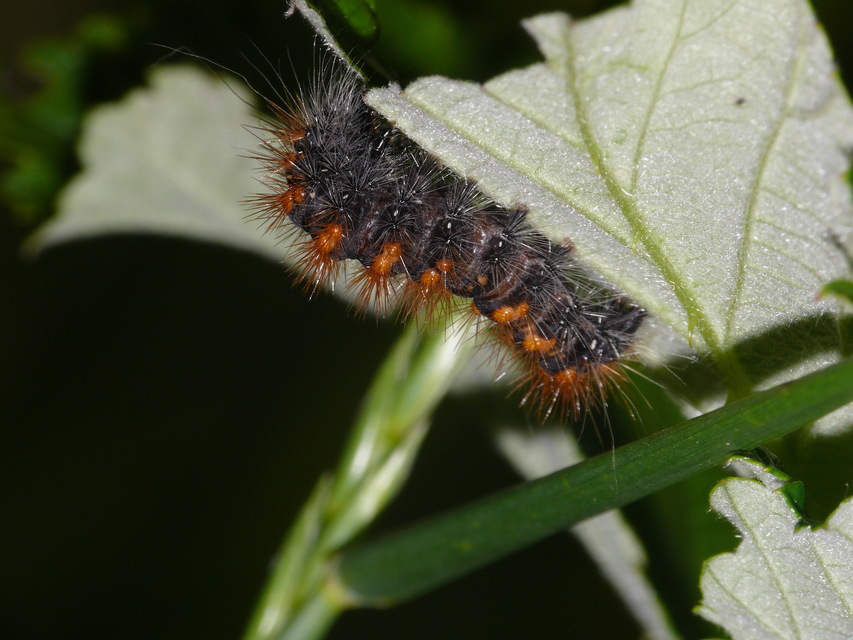 Acronicta auricoma - aranyos szigonyosbagoly