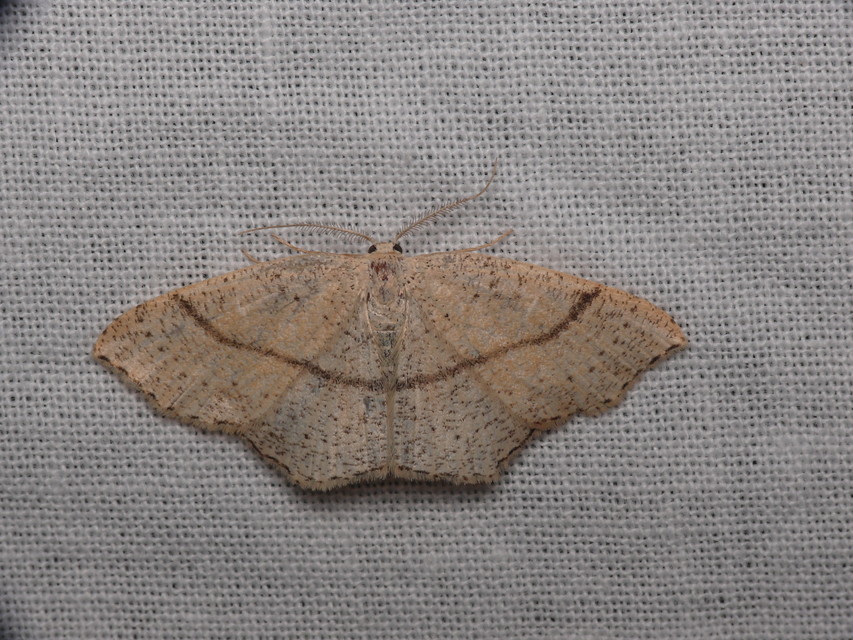 Cyclophora