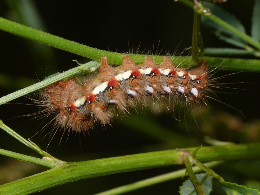 Acronicta rumicis - sóska-szigonyosbagoly