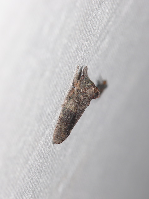 Ledra aurita - füleskabóca