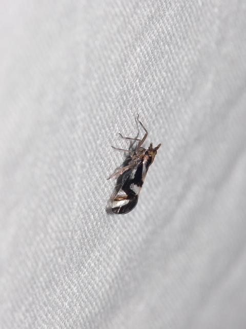 Delphacidae - sarkantyús kabócák