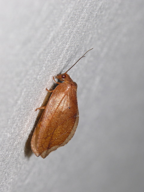 Drepanepteryx phalaenoides