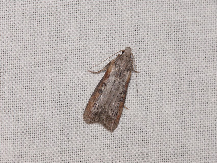 Galleriinae