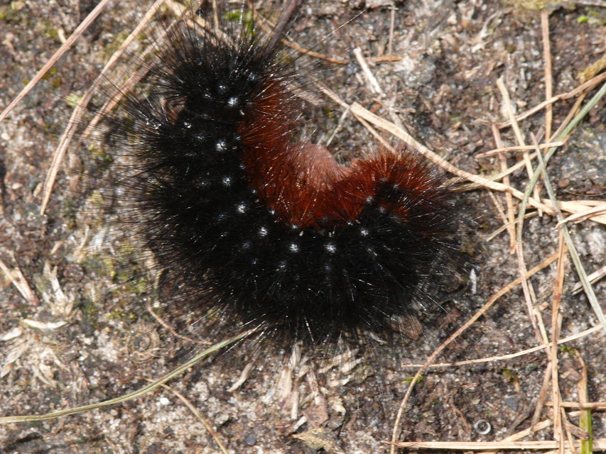 Arctia caja - közönséges medvelepke