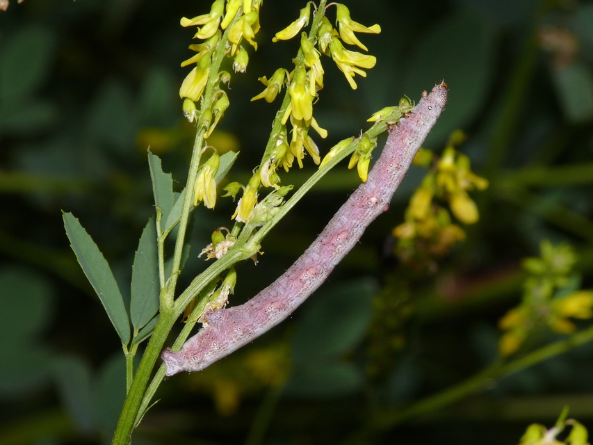 Ascotis selenaria - holdas faaraszoló