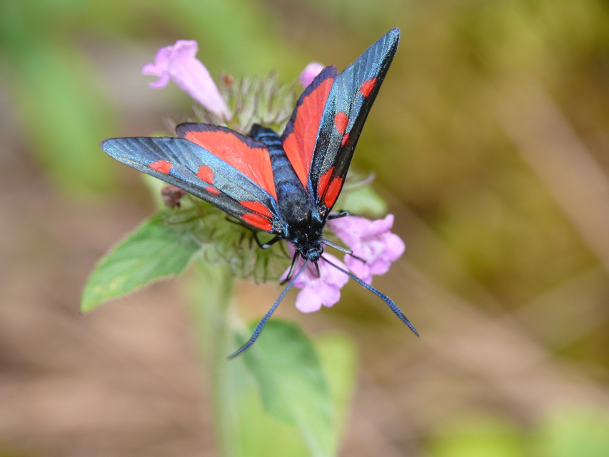 Zygaena