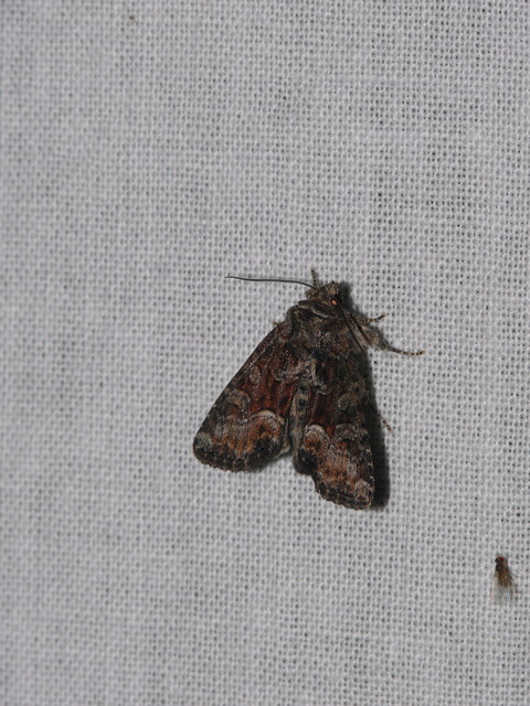 Oligia versicolor - változékony dudvabagoly