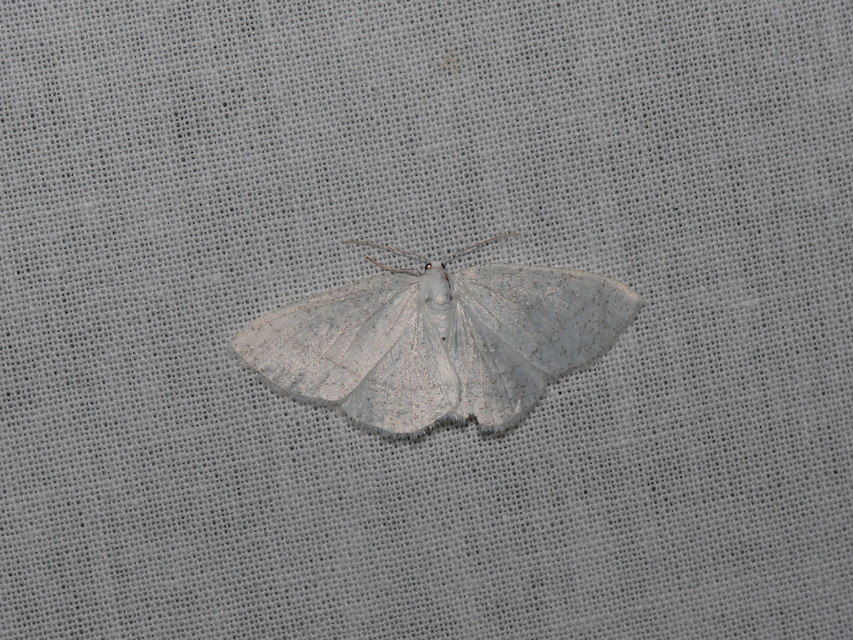 Cabera