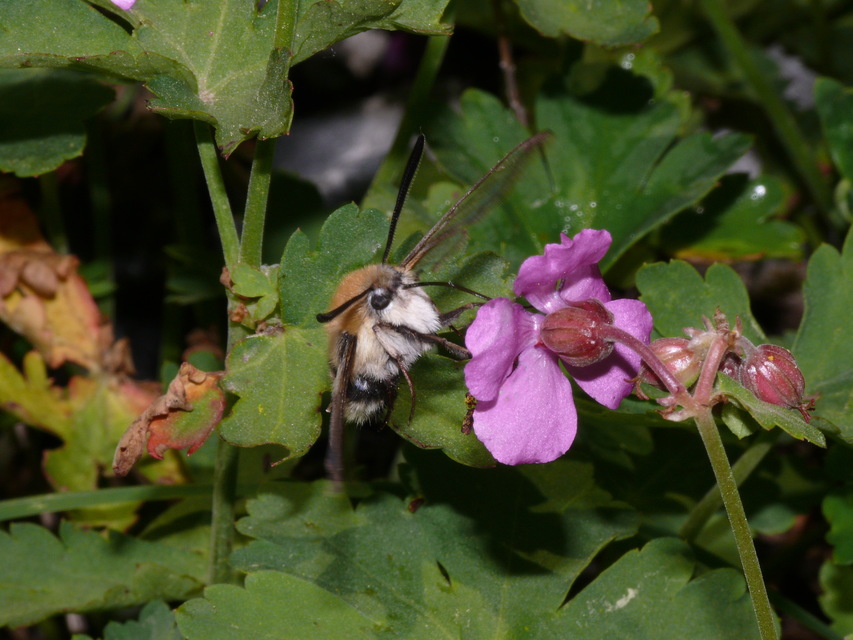 Hemaris tityus - pöszörszender Hemaris tityus - pöszörszender