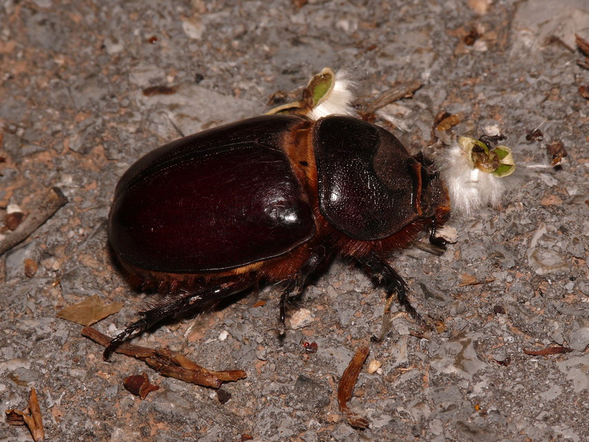 Oryctes nasicornis - orrszarvú bogár
